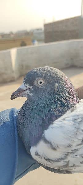 All high-flying pigeon 3