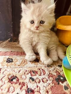 triple coated Persian kitten