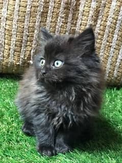 Male Persian kitten for sale