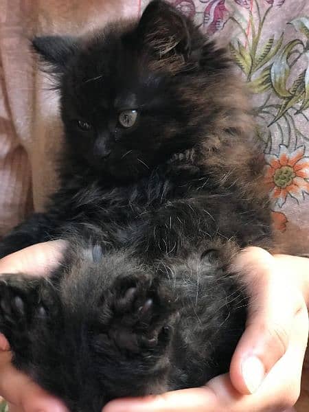 Male Persian kitten for sale 5