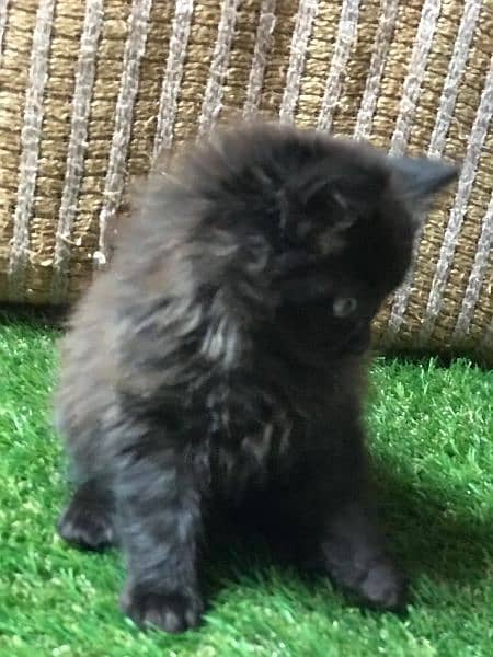 Male Persian kitten for sale 6