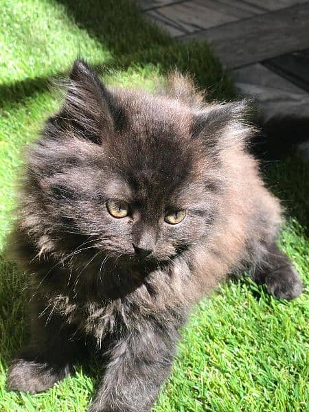 Male Persian kitten for sale 2