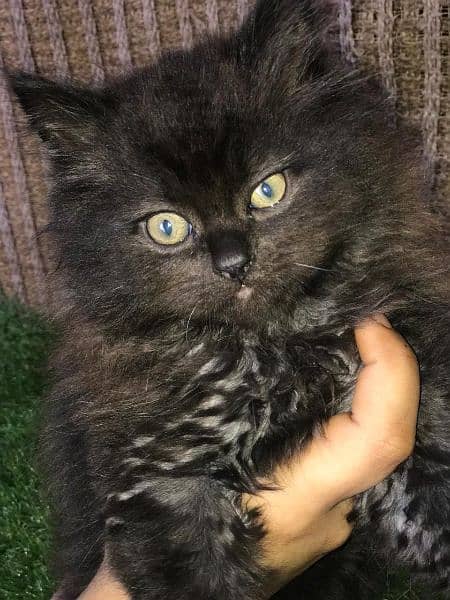 Male Persian kitten for sale 1