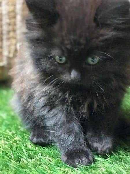 Male Persian kitten for sale 4