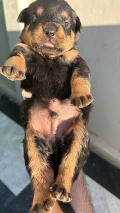 ROTTWEILER’s puppies for sale.