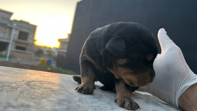 ROTTWEILER’s puppies for sale 1