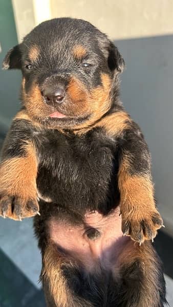 ROTTWEILER’s puppies for sale 2