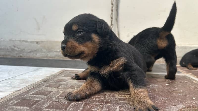 ROTTWEILER’s puppies for sale 3
