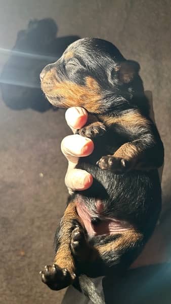 ROTTWEILER’s puppies for sale 4