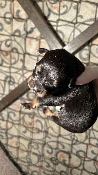 ROTTWEILER’s puppies for sale 5