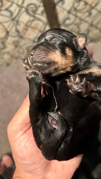 ROTTWEILER’s puppies for sale 6