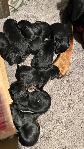 ROTTWEILER’s puppies for sale 7