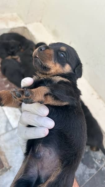 ROTTWEILER’s puppies for sale 8