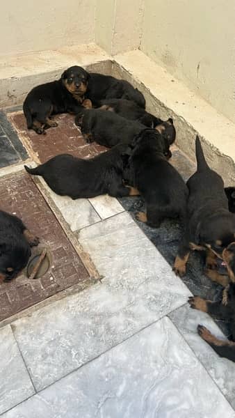 ROTTWEILER’s puppies for sale 9