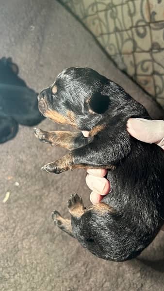 ROTTWEILER’s puppies for sale 10