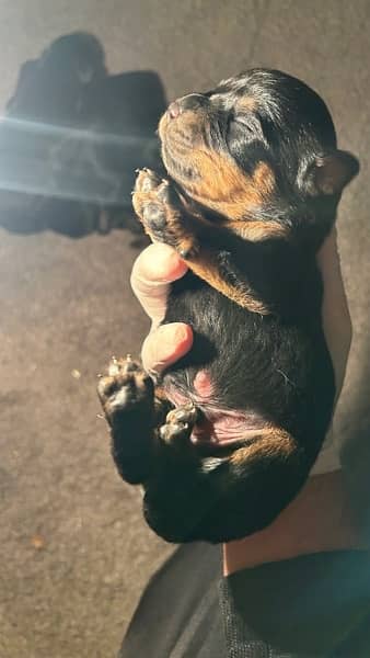ROTTWEILER’s puppies for sale 11