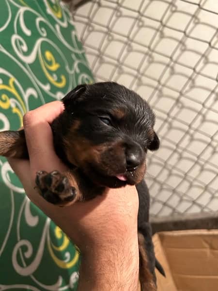 ROTTWEILER’s puppies for sale 12