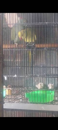 Recessive Pied and Yellow Ringneck Breeder Pair