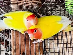 for sale lotino pair first bread