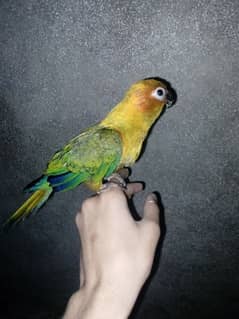 hand tamed sun  conure for sale