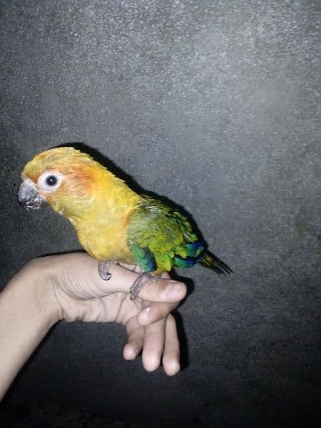 hand tamed sun  conure for sale 1