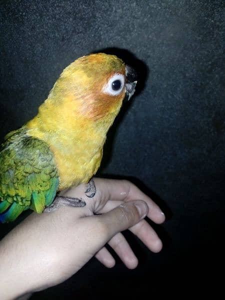 hand tamed sun  conure for sale 2