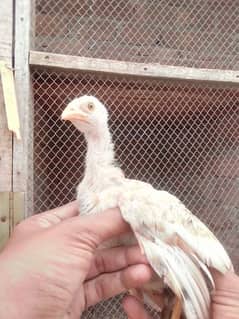 pure mianwali aseel chicks for sale 0