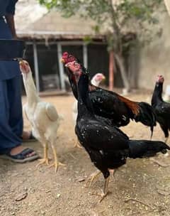 Shamo Chicks For Sale