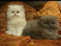 Persian kittens