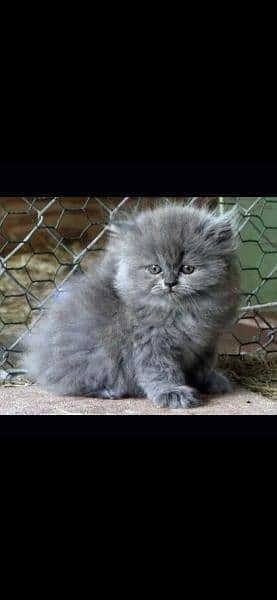 Persian kittens 3