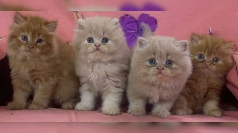 Persian kittens 7