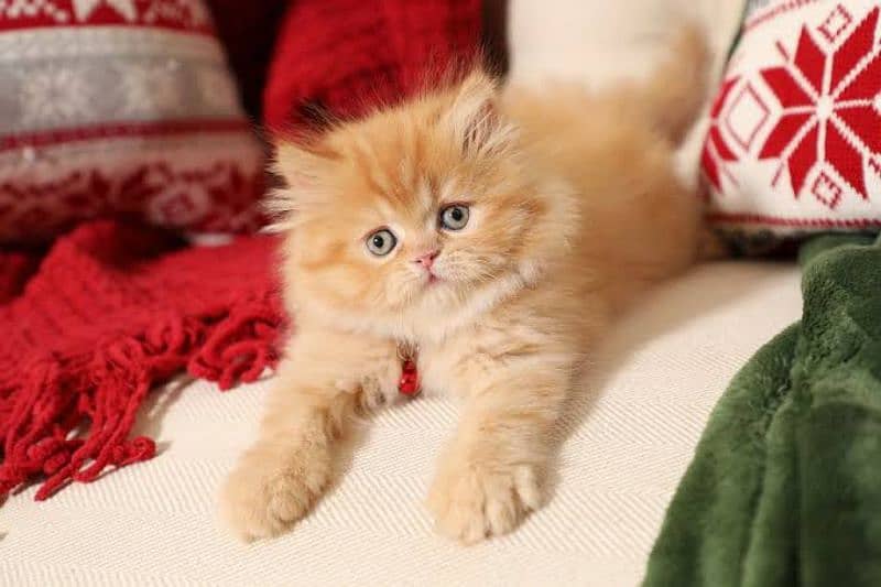 Persian kittens 9