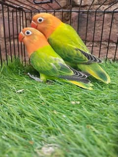 Different love birds for sale split pielfellow and posibal split