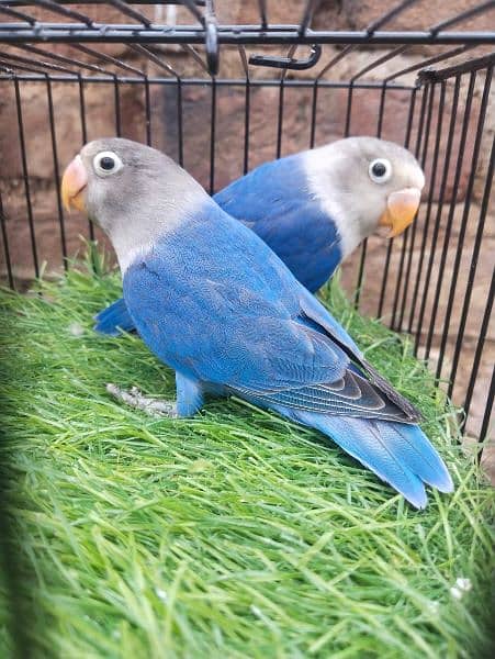 Different love birds for sale split pielfellow and posibal split 1