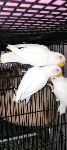 Different love birds for sale split pielfellow and posibal split 6