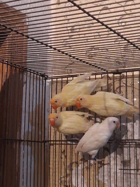 creamino for sale adult birds age 7 months plus 1