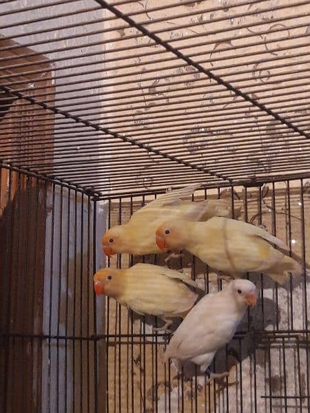 creamino for sale adult birds age 7 months plus 3