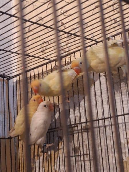 creamino for sale adult birds age 7 months plus 4