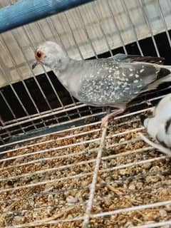 Blue pied patha male 20k and red pied female 10k age 2 months old