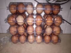 organic Eggs 500/Dozen