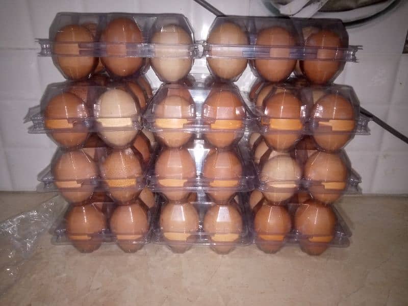 organic Eggs 500/Dozen 0