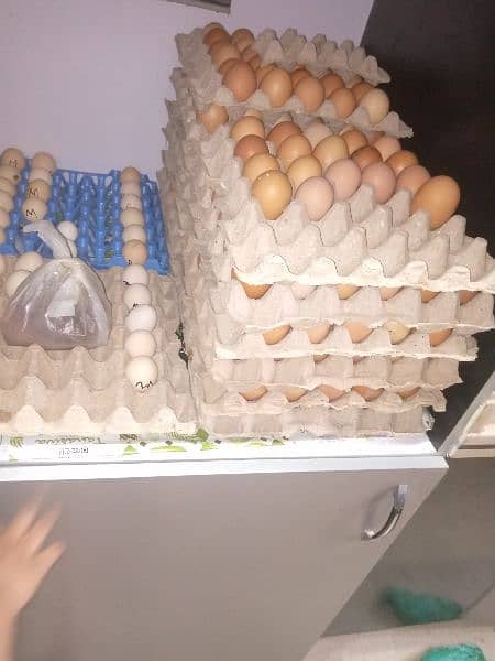 organic Eggs 500/Dozen 1