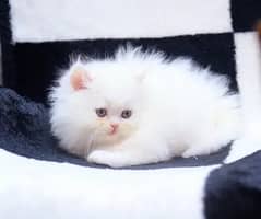 White kitten