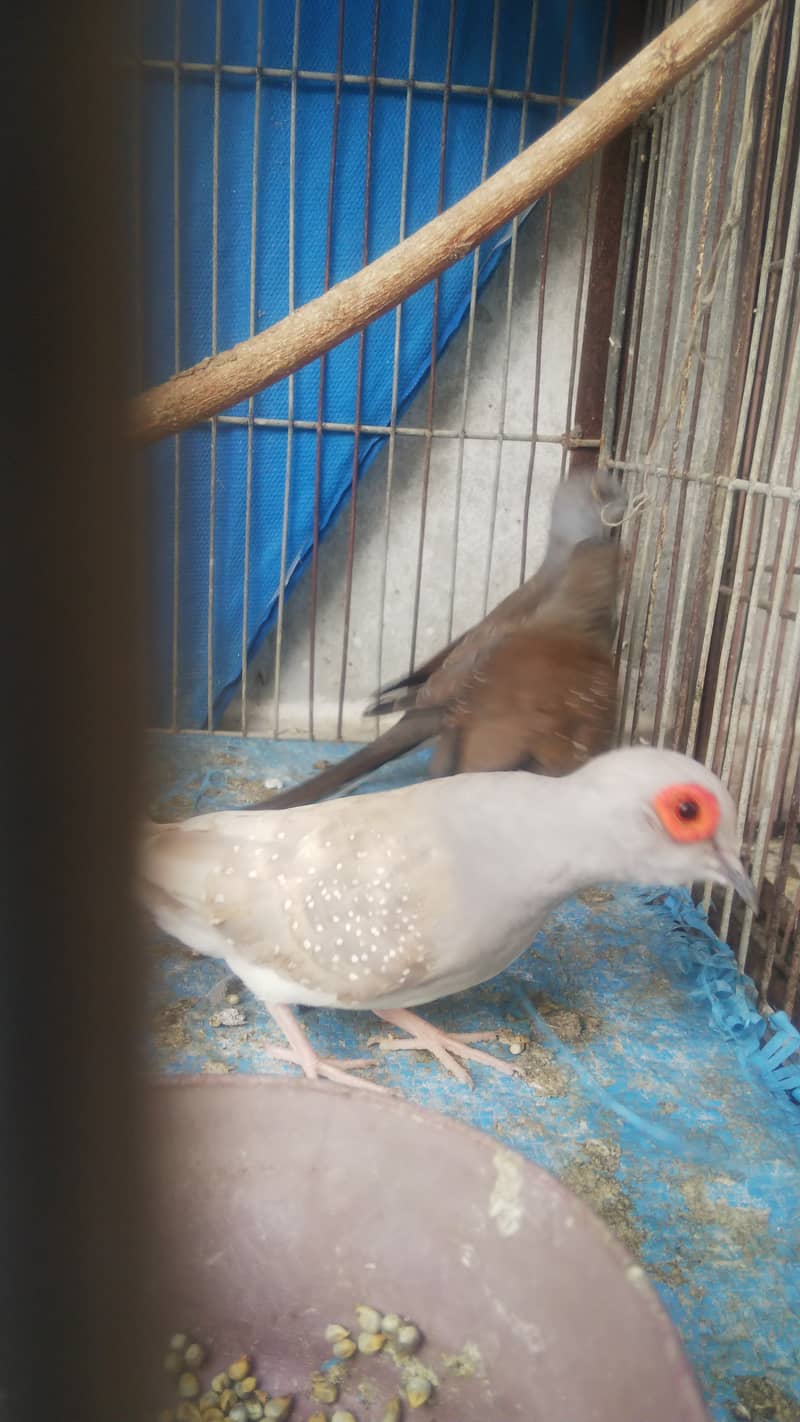 White grey java pair red dove patthy opal dove breeder pair 6