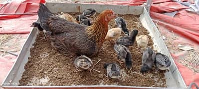 hen with beautiful 15 chick 0