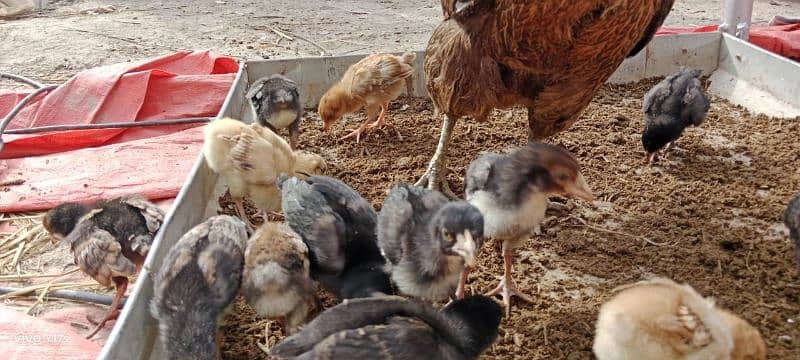 hen with beautiful 15 chick 1