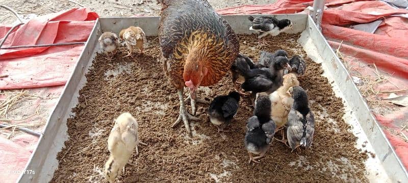 hen with beautiful 15 chick 2