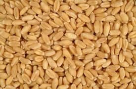 wheat gandum