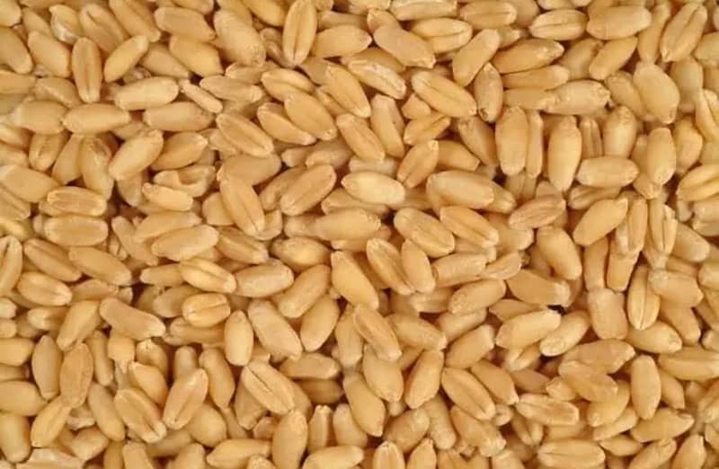 wheat gandum 0