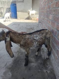 the goat is makhi chini age of four manth sale
